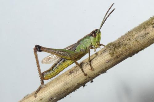 Réf. 236 901 : Pseudochorthippus parallelus parallelus